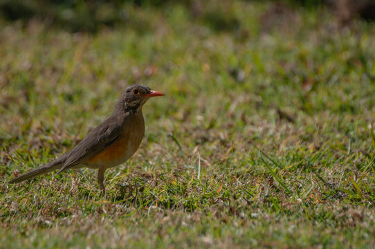 Kurrichane Thrush