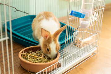 3 months old bunny rabbit eating hay food in his cage
