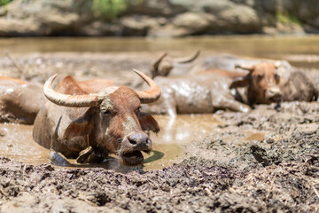 The buffalo lays in the mud by the river in the afternoon. Soak in the mud comfortably. Buffalo in Thailand Mud mask to prevent bloodsucking insects. Wild animals. Leave space for text.
