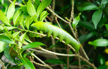 Selective focus and motion blur picture of green caterpillar moving at the tree branch.