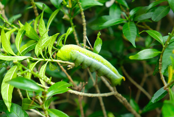 Selective focus of final instar larva caterpillar at the tree eating leaves during evening