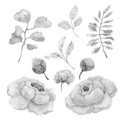 Hand drawn watercolor clipart of flowers and buds of peonies, twigs with leaves in black and white for design in high resolution