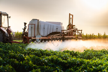 Tractor spraying vegetable field in sunset.