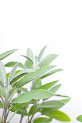 Sage plant on white background