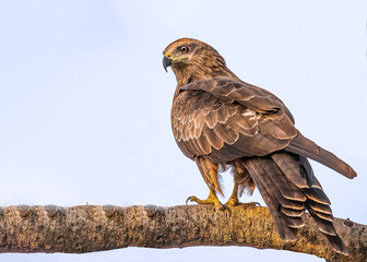 A black Kite resting on a tree