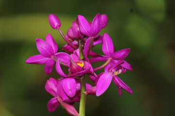 close up of pink orchid