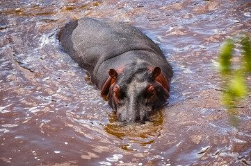 hippopotamus swimming in the wilderness 