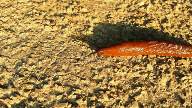 Big red slug crawling over the road in the sun close up, also called Arion rufus
