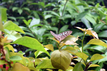 葉にとまる水色の蝶々