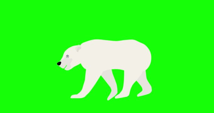 Polar bear walking animation on green screen