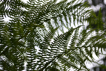 Dark green fern leaves on gray background. Forest fern