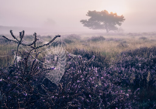 Heather in full bloom Westruper heide