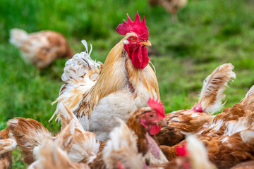 chicken in free range outdoor