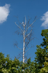 Standing dead tree or snag, dry birch tree against blue sky