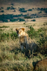 Lions roaming the Kenyan wilderness