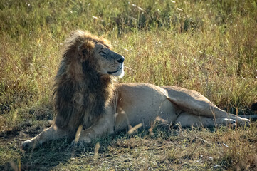 Lions roaming the Kenyan wilderness
