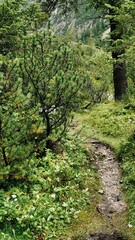 Wanderweg zum Branntweinboden bei Gramais in den österreichischen Alpen mit Bergkiefern