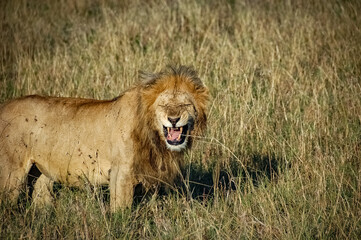 Lions roaming the Kenyan wilderness
