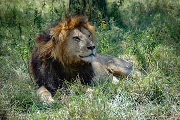 Lions roaming the Kenyan wilderness
