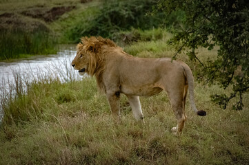 Naklejka premium Lions roaming the Kenyan wilderness