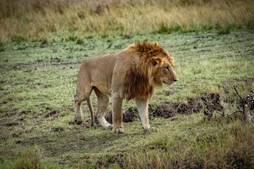 Lions roaming the Kenyan wilderness