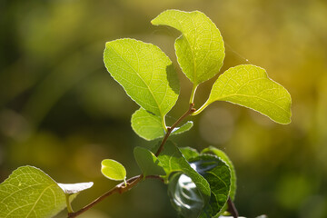 Green leafs lighted by golden light in the evening.