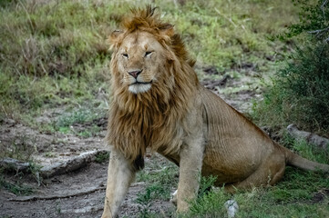 Lions roaming the Kenyan wilderness