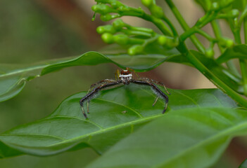 Eyes Two Striped Jumper or Telamonia Dimidiate Spider in Odisha India