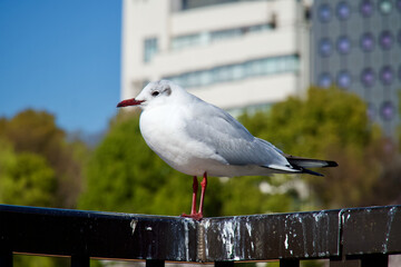 上野恩賜公園の鳥