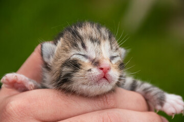 tiny blind newborn kitten sleeping in human hands