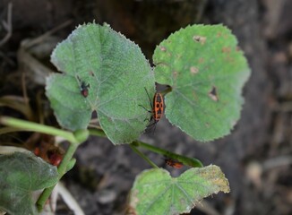 Bug on a leaf 