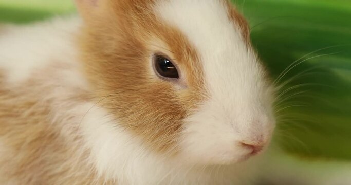 Cute 3 months old bunny rabbit face close up