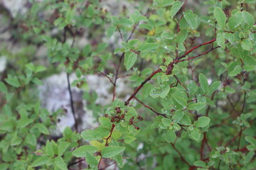 leaves on the tree