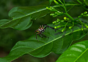 Two Striped Jumper or Telamonia Dimidiate Spider in Odisha India