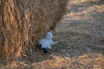One white lazy cat laying in shade of straw bale in agricultural field, domestic pet in countryside