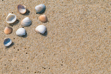 Fototapeta na wymiar Closeup of small sea shells lying on a wet beach sand made even by ocean tide. Summer seaside holiday concept. Vacation at the beach. Relax during summer holiday.