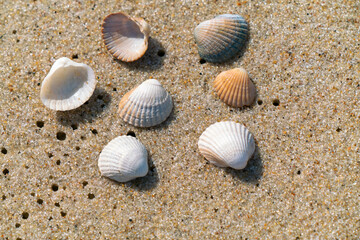 Closeup of small sea shells lying on a wet beach sand made even by ocean tide. Summer seaside holiday concept. Vacation at the beach. Relax during summer holiday.