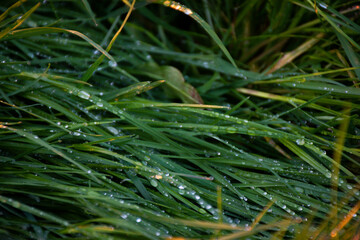 dew on grass in the morning, beautiful background