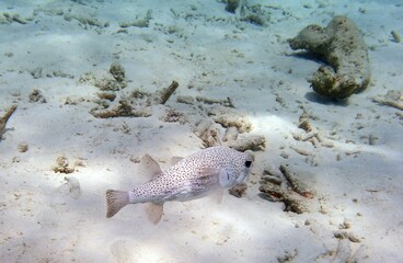 Underwater closeup of a pufferfish swimming towards the camera, sandy coral background