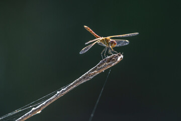 dragonfly on a branch