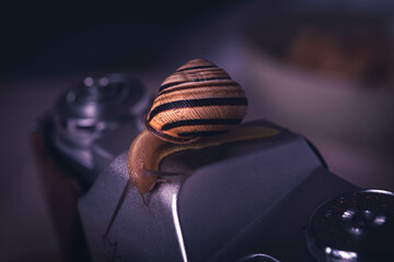 Snail and camera, macro photography. Garden snail close-up. Artistic snail photography, shallow...