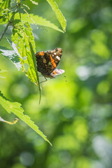 red admiral (vanessa atalanta) on butterfly bush