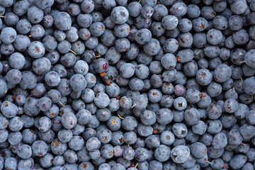 Blue fresh blueberries from the forest, top view.