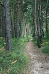 Narrow path through forest from Jastarnia to Jurata in northern Poland on Hel peninsula. Pine trees, birch trees and horsetail.Typical forest in Baltic coast.