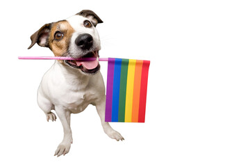 funny dog Jack Russell, holding an lgbt flag in his teeth