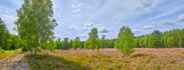 Blooming Lüneburg Heath with riders in the background