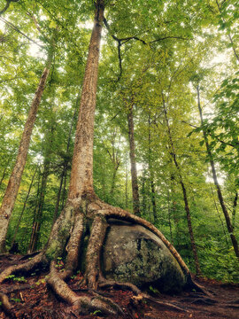 Tree roots growing over a large rock