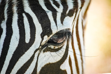 zebras roaming the Kenyan wilderness