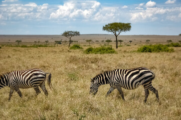 Fototapeta na wymiar zebras roaming the Kenyan wilderness