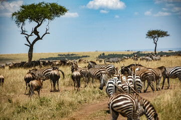 Obraz premium zebras roaming the Kenyan wilderness